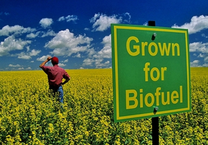 hemp_biofuel2