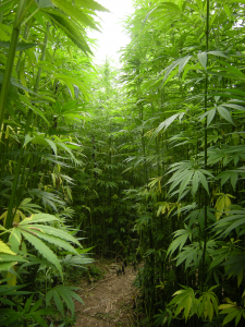 hemp_plants1